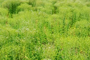 Grass field landscape