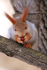 a squirrel in a tree nibbles a nut