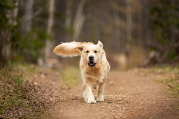Crazy, cute and funny dog breed golden retriever running in the forest and has fun at sunset