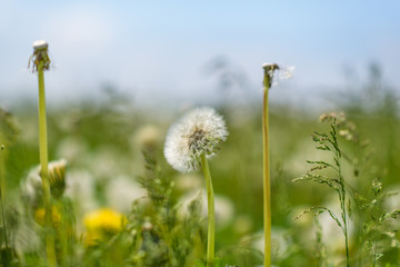 A field of dandelions with a blurred background.