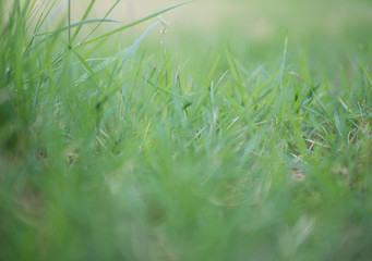 Blurred green grass as a background