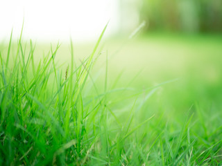 Blurred focus of green field, Natural green background.