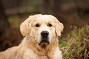 Obraz premium Cute and happy beige dog breed golden retriever lying outdoors in the forest at sunset in spring