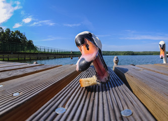 Mute swan on Lanskie Lake located in Olsztyn Lake District, near the village of Lansk in Warmian-Masurian Voivodeship, Poland