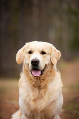 Beautiful and happy dog breed golden retriever sitting outdoors in the forest at sunset in spring