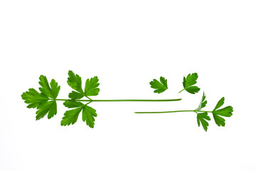 fresh flat leaf parsley leaves on white background with copy space above
