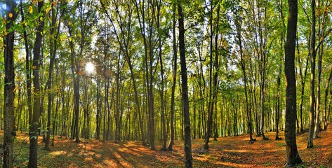 Fototapeta premium landscape in the green forest