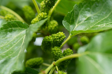 Closeup of white mulberries against green and brown background