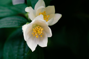 close up of jasmine flowers in a garden
