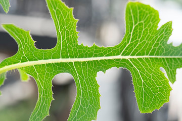 Close-up of a fig leaf as a background with texture and texture in green