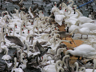 Obraz premium Swans and ducks near Royal palace in Stockholm