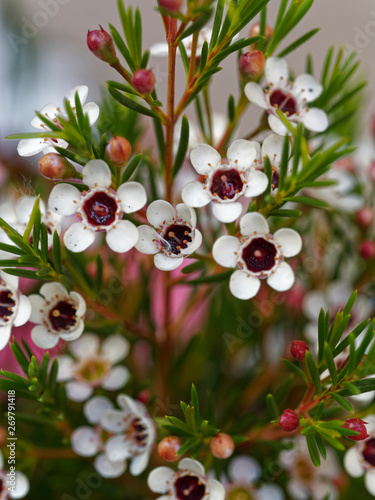 Chamelaucium uncinatum , Tiges de petites fleurs de cire de Geraldton ou Wax blanc en éventails