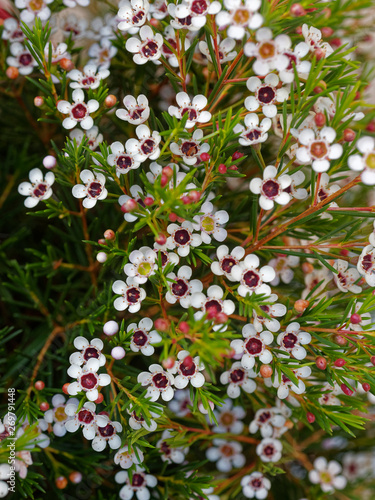 Chamelaucium uncinatum , Tiges de petites fleurs de cire de Geraldton ou Wax blanc en éventails