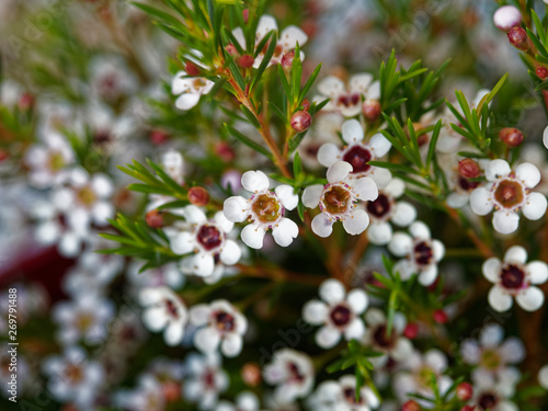 Chamelaucium uncinatum , Tiges de petites fleurs de cire de Geraldton ou Wax blanc en éventails