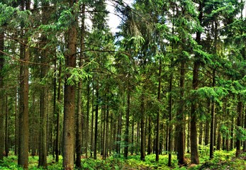Obraz premium Landscape in a green forest