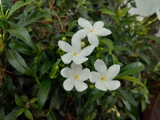 Obraz na płótnie Canvas Small beautiful white Gardenia jasminoides, Tabernaemontana divaricata (Apocynaceae), commonly called pinwheelflower, crape jasmine and leaves in the garden