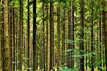 straight stems in a forest 