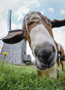 Naklejki Goat in front of old windmill in heritage park in Olsztynek town of Olsztyn County in Warmia-Mazury Province, Poland