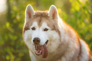 Cute and happy Siberian Husky dog sitting in the forest at sunset in spring