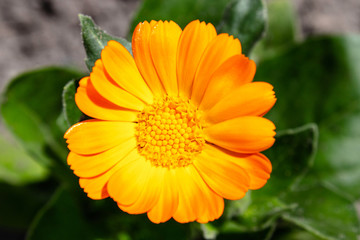 Calendula flower Calendula officinalis on a blurred green background. View from above.