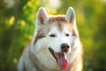 Beautiful and happy Siberian Husky dog sitting in the forest at sunset in spring
