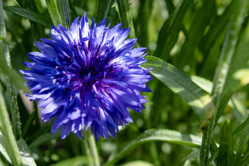 Blue cornflower on a background of green grass