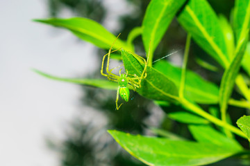 close up of a green spider hanging on by a leaf with a single thread
