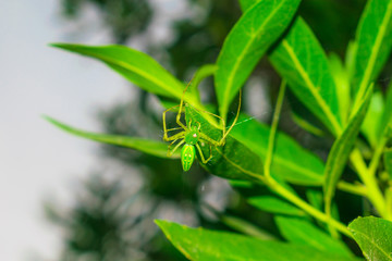 Fototapeta premium close up of a green spider hanging on by a leaf with a single thread