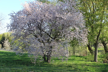 Blühende Baum, Original Aufnahme