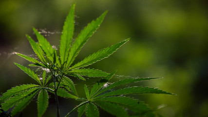 In the sun, hemp is swaying.Forest thickets.Forest hygrophilous and shade-tolerant species.Sun through leaves. A goblin is visiting.Green leaves glow in the sun.Green leaves glow in the sun.