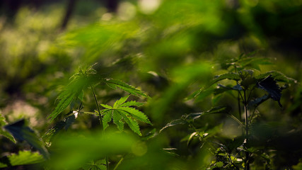 In the sun, hemp is swaying.Forest thickets.Forest hygrophilous and shade-tolerant species.Sun through leaves. A goblin is visiting.Green leaves glow in the sun.Green leaves glow in the sun.