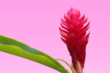 Red Ginger (Alpinia purpurata) Flower with Green Leaves