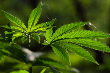 In the sun, hemp is swaying.Forest thickets.Forest hygrophilous and shade-tolerant species.Sun...