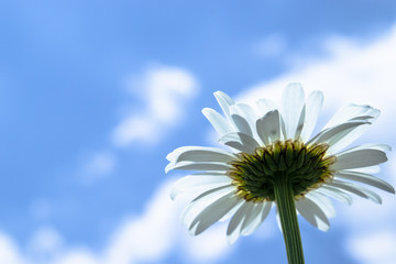 Chamomile, bottom view against the blue sky. Macro close-up photo.