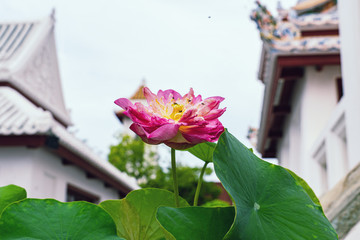 pink lotus blossom in the temple