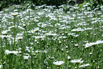 Summer field of daisies.
