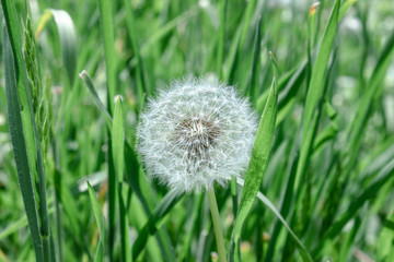 One white fluffy dandelion closeup in grass