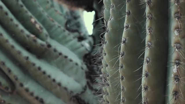Close up of a Saguaro Cactus in Scottsdale