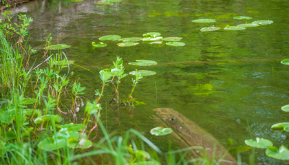 Lakeshore with Lily Pads