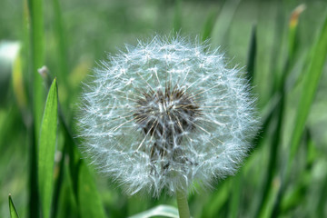 One white fluffy dandelion closeup in grass