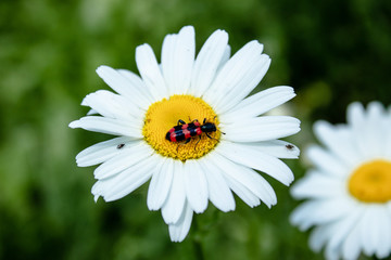 Fototapeta premium Beetle with red wings on chamomile. Photo of an insect on a white daisy.