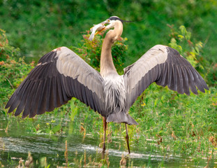 blue heron eating fish with wings spread