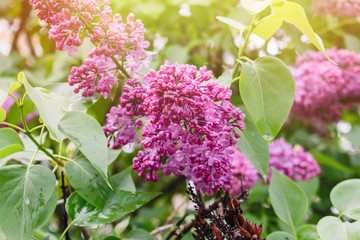 Background from a beautiful lilac blossom. spring time of year.