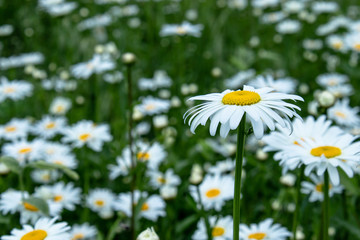 Field of daisies with an emphasis on one flower. Chamomile, chamomile moon