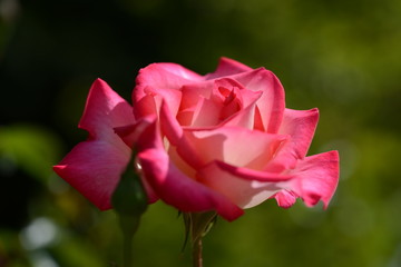 薔薇