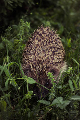 Hedgehog hiding in the grass. Erinaceidae wake up early morning.