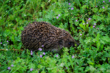 Closeup of a Hedgehog, Erinaceus europaeus, in a meadow in search for food. Hedgehog in the grass in the sunlight.