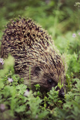 Closeup of a Hedgehog, Erinaceus europaeus, in a meadow in search for food. Hedgehog in the grass in the sunlight.