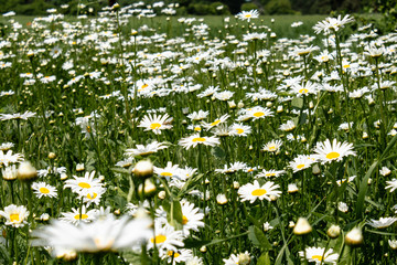 Summer field of daisies.