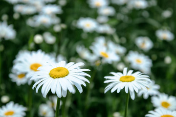 Fototapeta premium Daisy flower on a green meadow.